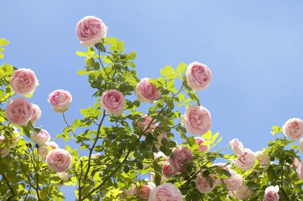 春季“吃花”巧健体，活血、美容还养肝！这份指南请查收~
