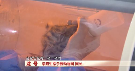 阜阳：诞下小虎崽后虎妈不管不顾，四个“90后”小伙客串“虎爸”！