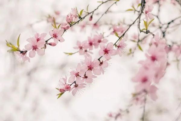 春季“吃花”巧健体，活血、美容还养肝！这份指南请查收~
