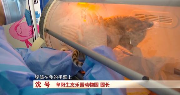 阜阳：诞下小虎崽后虎妈不管不顾，四个“90后”小伙客串“虎爸”！