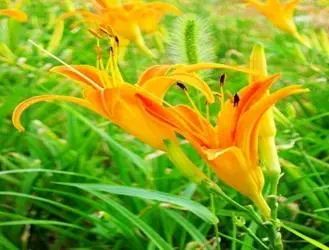 紧急提醒!春节出游、扫墓行程中,这些野菜千万不要误食! 紧急提醒!春节出游、扫墓行程中,这些野菜千万不要误食!