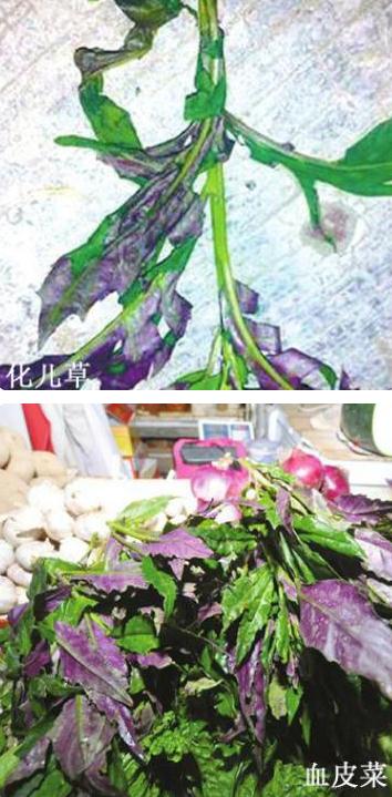 一家6口扫墓误认“化儿草”为“血皮菜”食用，集体头晕呕吐