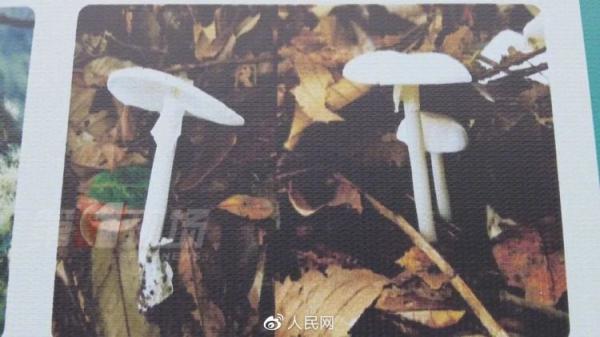 不要靠近会变得不幸！华南最有名毒蘑菇即将上线