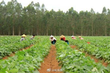 香甜软糯！海南这个地方的小香薯供不应求