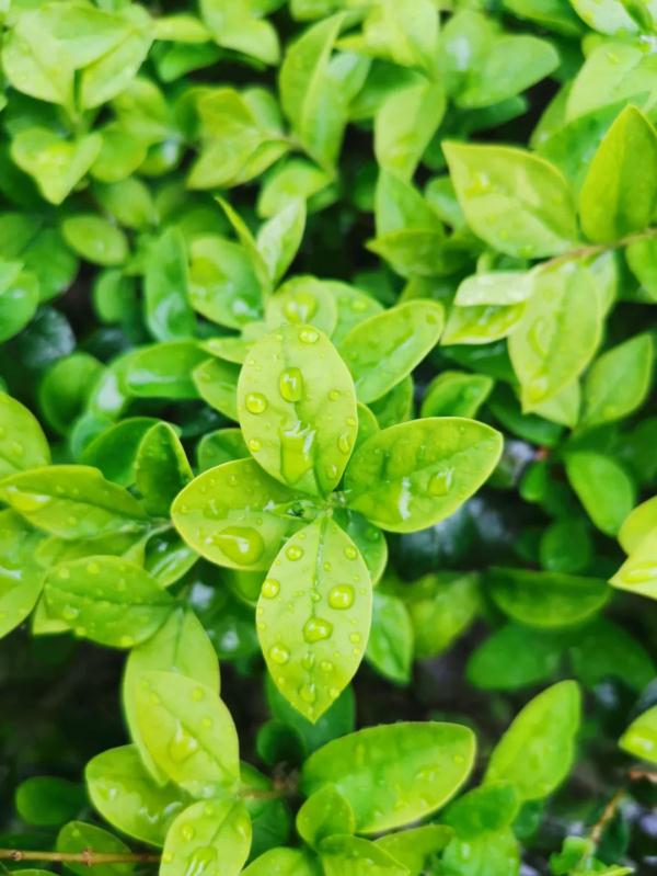石家庄下雨了！河北大雨+小到中雪发货中……