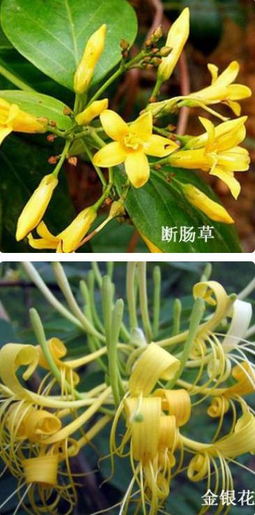 一家6口扫墓误认“化儿草”为“血皮菜”食用，集体头晕呕吐