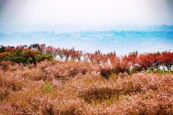 成都:邀你赴一场浪漫的樱花之约 成都:邀你赴一场浪漫的樱花之约