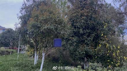 捕鸟反成“笼中鸟” 两男子捕猎画眉获刑