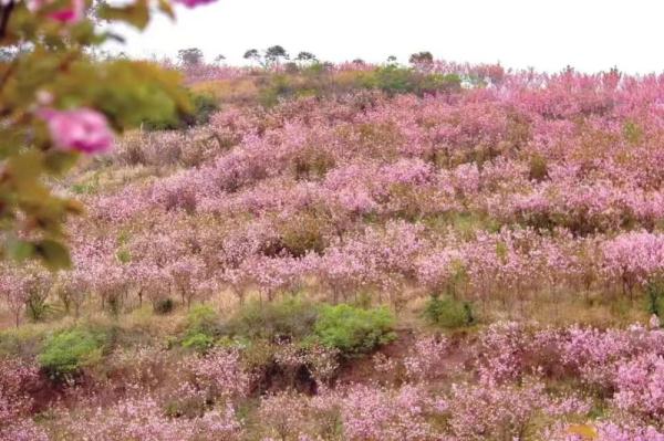 成都:邀你赴一场浪漫的樱花之约 成都:邀你赴一场浪漫的樱花之约