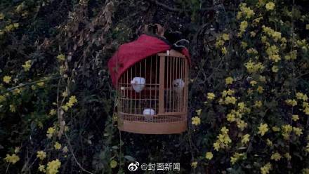 捕鸟反成“笼中鸟” 两男子捕猎画眉获刑