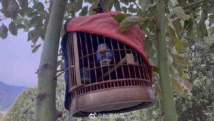 捕鸟反成“笼中鸟” 两男子捕猎画眉获刑
