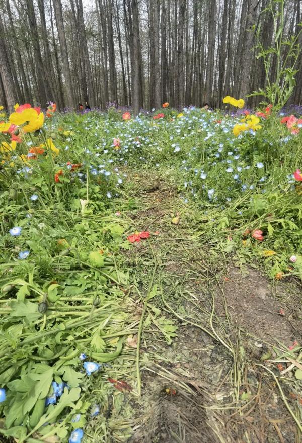 你踩着花拍照的样子真丑！上海5000平米花海被成片破坏，花期提前结束