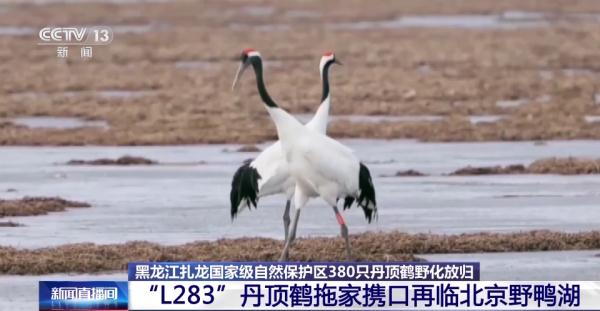 从恋爱到带娃……丹顶鹤家族的幸福生活为何在这些地方上演→