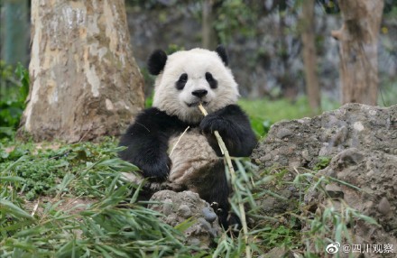 大熊猫宝元被粉丝叫小方