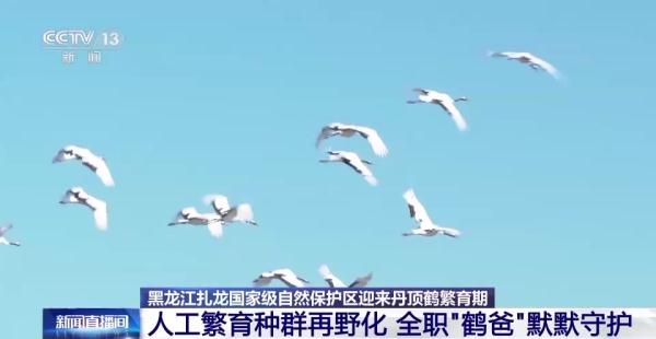 从恋爱到带娃……丹顶鹤家族的幸福生活为何在这些地方上演→