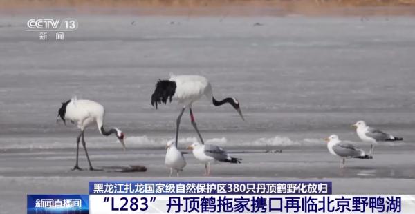 从恋爱到带娃……丹顶鹤家族的幸福生活为何在这些地方上演→