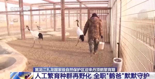 从恋爱到带娃……丹顶鹤家族的幸福生活为何在这些地方上演→