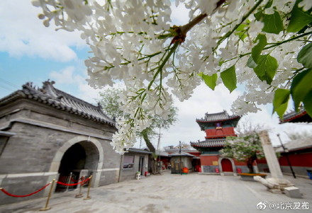 北京智化寺的丁香花开了