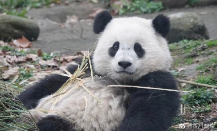 大熊猫宝元被粉丝叫小方