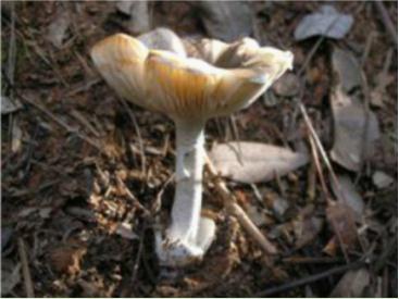 别吃！广东最有名的毒蘑菇即将上线，官方发布提醒