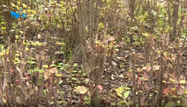 许某根、王某娟(情侣),被警方抓获! 许某根、王某娟(情侣),被警方抓获!