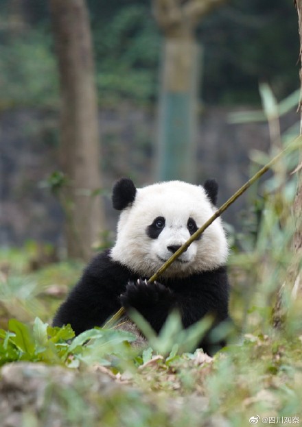 大熊猫宝元被粉丝叫小方