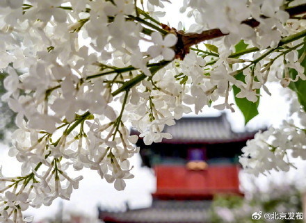 北京智化寺的丁香花开了