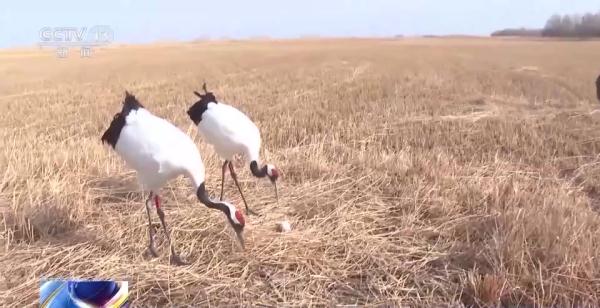 从恋爱到带娃……丹顶鹤家族的幸福生活为何在这些地方上演→