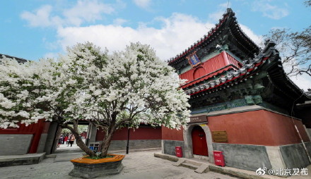 北京智化寺的丁香花开了