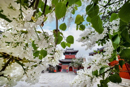 北京智化寺的丁香花开了