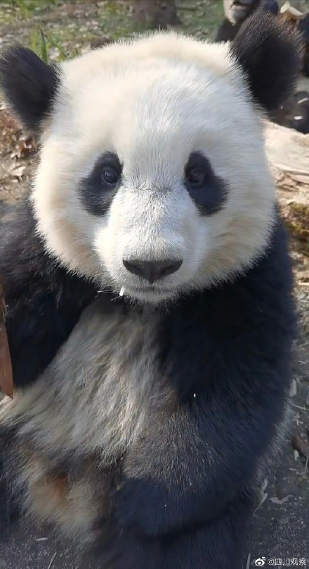 大熊猫宝元被粉丝叫小方