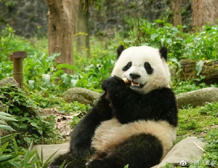 大熊猫宝元被粉丝叫小方
