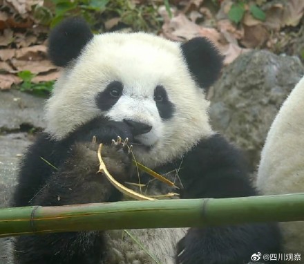 大熊猫宝元被粉丝叫小方