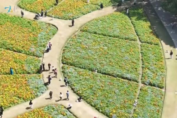 你踩着花拍照的样子真丑！上海5000平米花海被成片破坏，花期提前结束