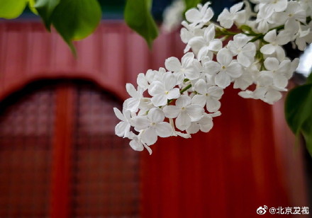 北京智化寺的丁香花开了
