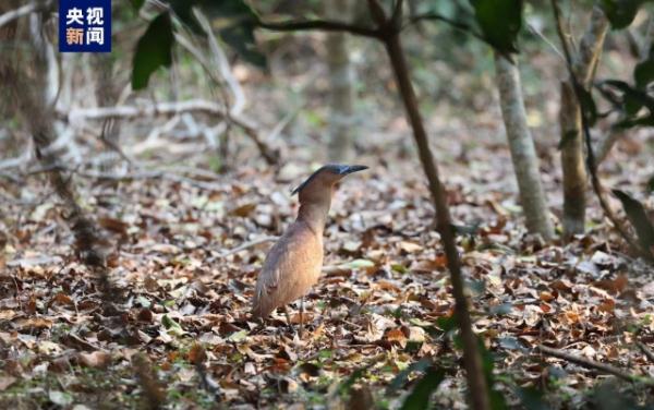 海南昌江新记录到国家二级保护野生动物黑冠鳽