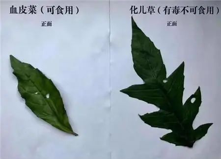 清明扫墓后挖野菜，一家6口集体中毒！