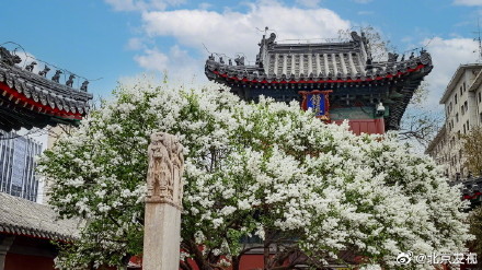 北京智化寺的丁香花开了