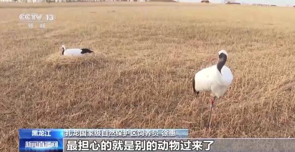 从恋爱到带娃……丹顶鹤家族的幸福生活为何在这些地方上演→