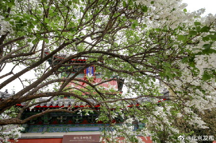 北京智化寺的丁香花开了