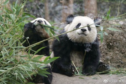 大熊猫宝元被粉丝叫小方