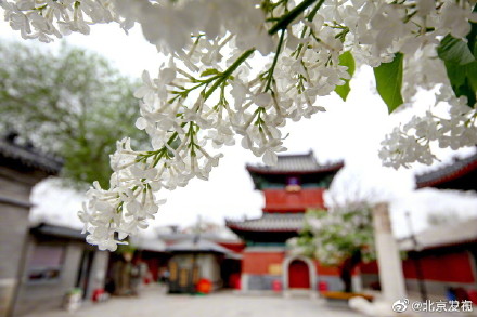 北京智化寺的丁香花开了