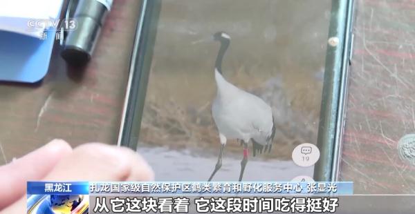 从恋爱到带娃……丹顶鹤家族的幸福生活为何在这些地方上演→