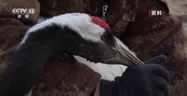 从恋爱到带娃……丹顶鹤家族的幸福生活为何在这些地方上演→