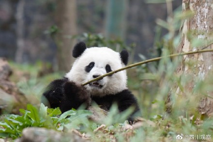 大熊猫宝元被粉丝叫小方