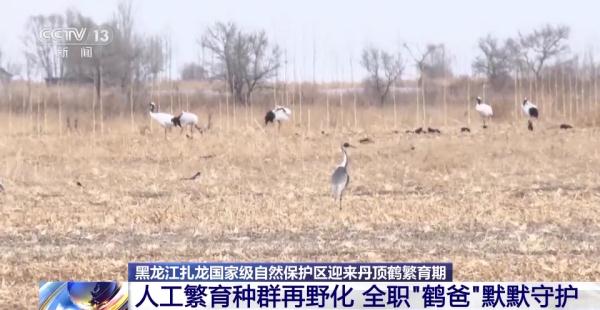 从恋爱到带娃……丹顶鹤家族的幸福生活为何在这些地方上演→