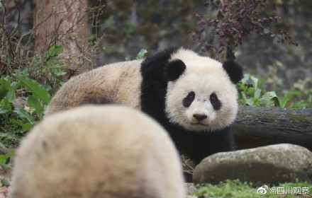 大熊猫宝元被粉丝叫小方