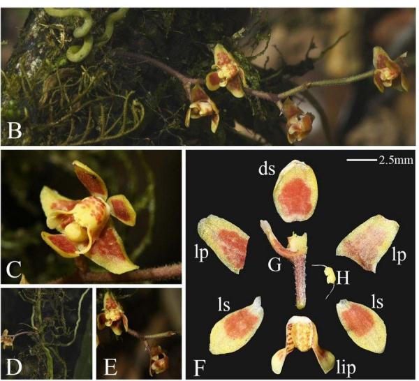 西藏新发现兰科植物一新记录种 西藏新发现兰科植物一新记录种