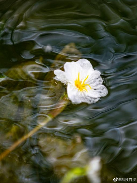 今日清明：万物生长，春和景明