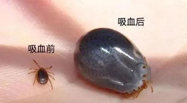 小小虫子危害大，清明踏青须当心！还要防范这些“开春病”→